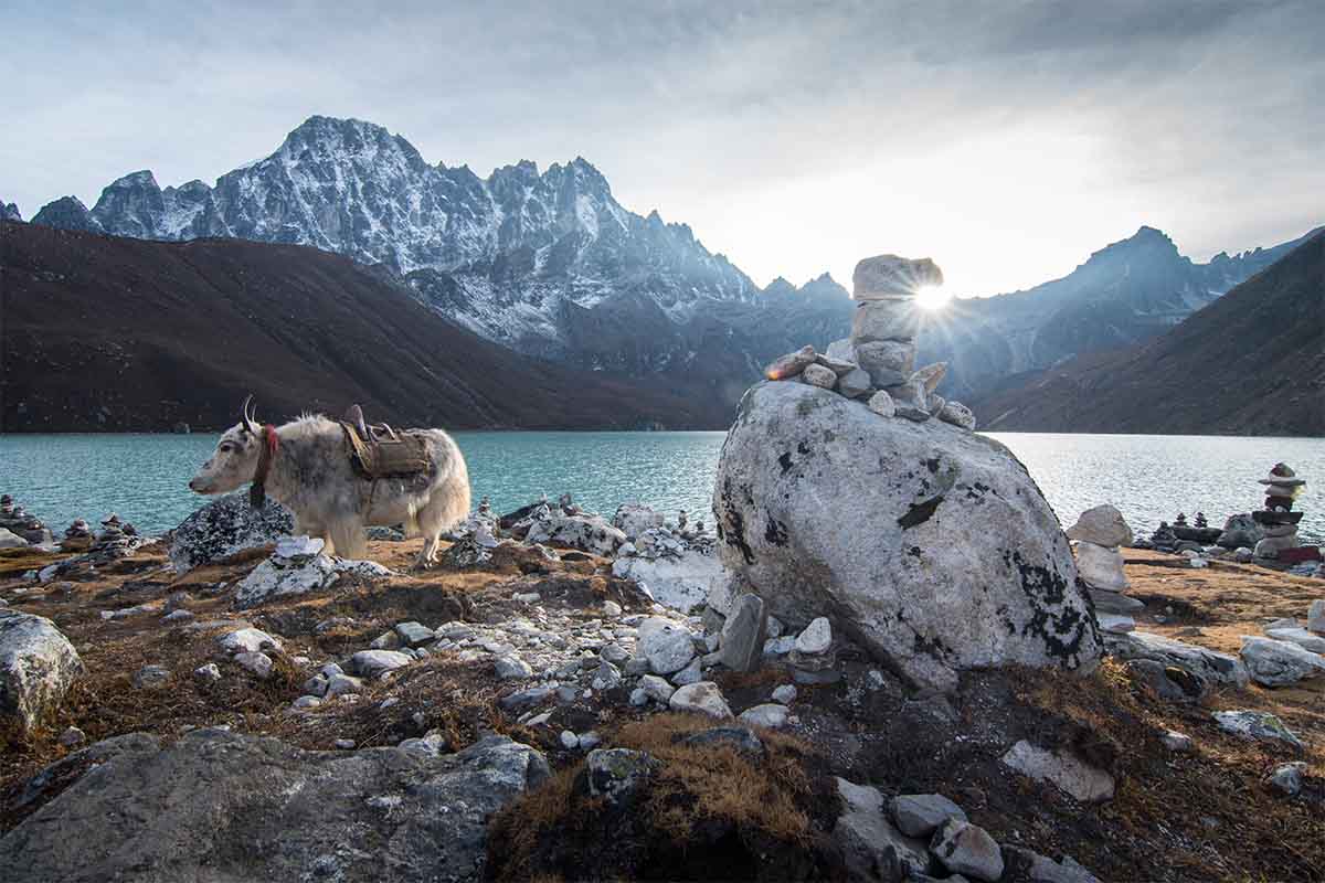 the Wildlife and Flora Across the Seasons of Gokyo Valley
