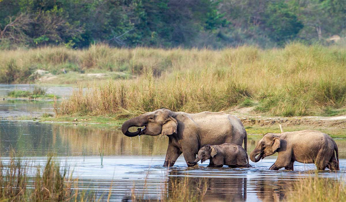 bardia national park nepal