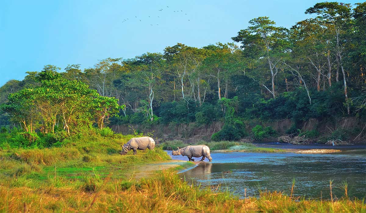 chitwan rhino