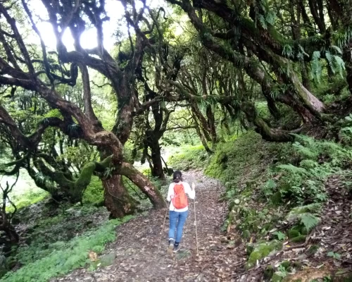 Ghorepani Poon Hill Trek