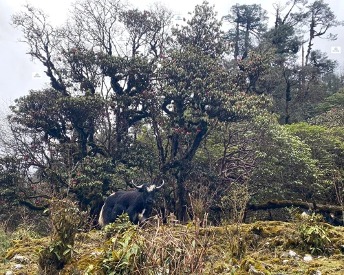 Kanchenjunga Base Camp Trek 