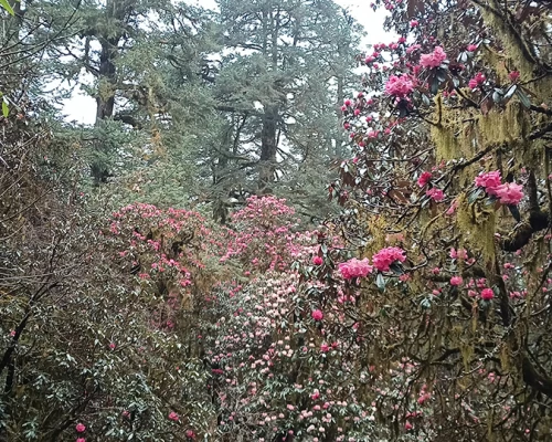 Manaslu Circuit Trek 