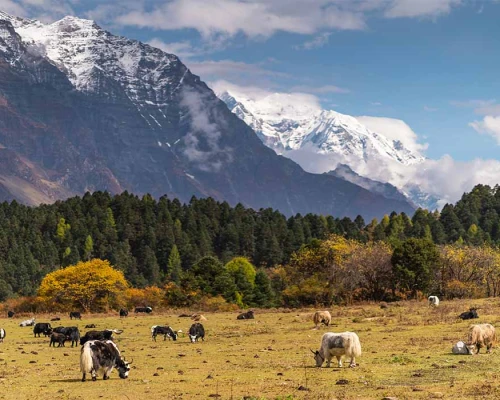 Manaslu Circuit Trek Nepal